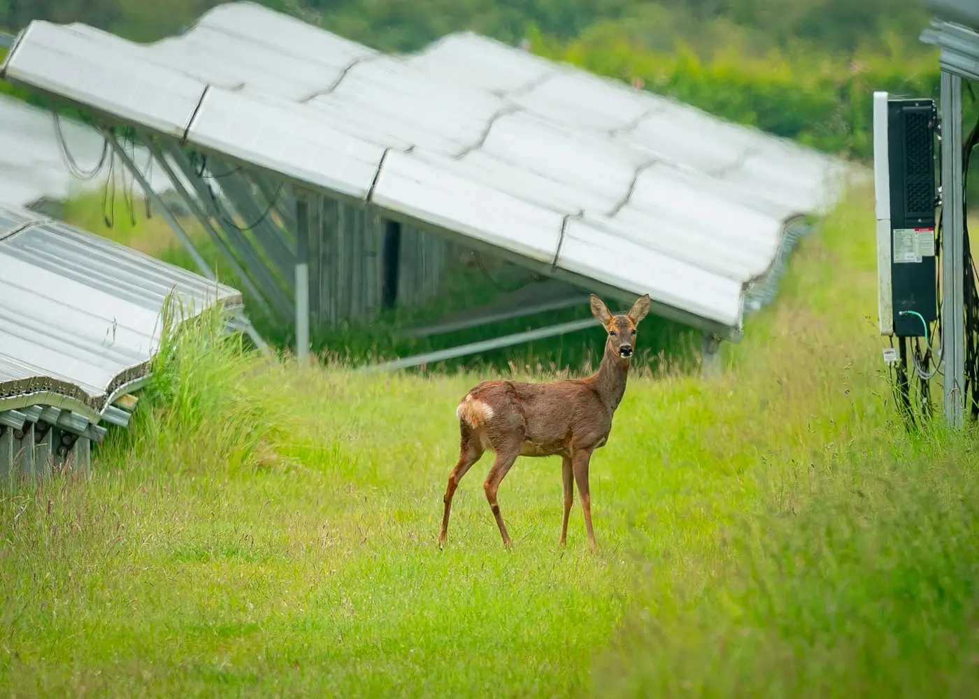 Reh auf einer Wiese in einem Solarpark